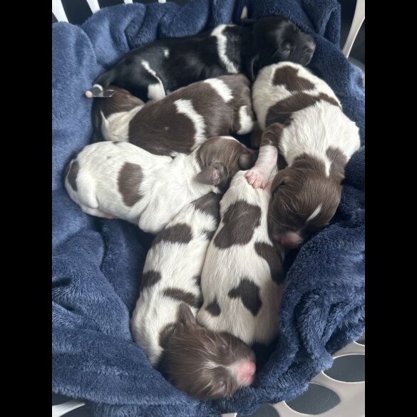 English Springer Spaniel - Both