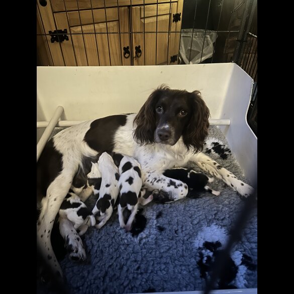 English Springer Spaniel - Both