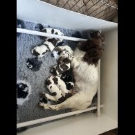 English Springer Spaniel - Both