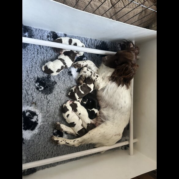 English Springer Spaniel - Both