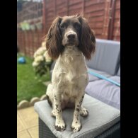 English Springer Spaniel - Both