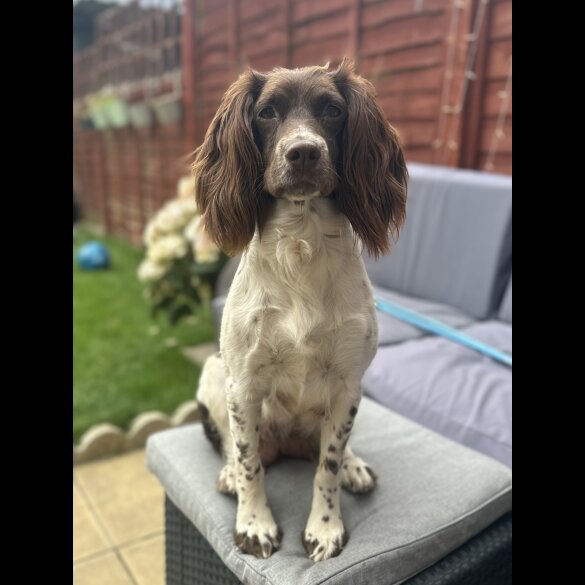 English Springer Spaniel - Both