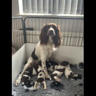 English Springer Spaniel - Both