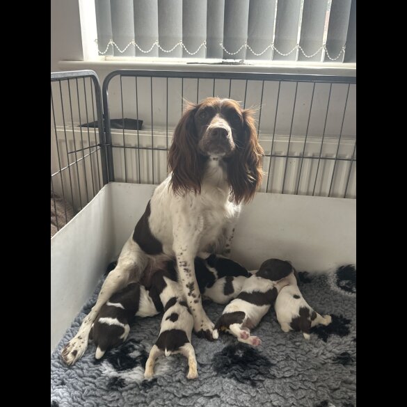 English Springer Spaniel - Both