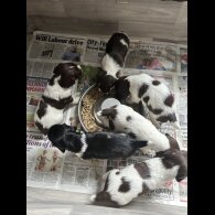 English Springer Spaniel - Both