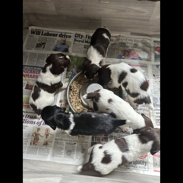 English Springer Spaniel - Both