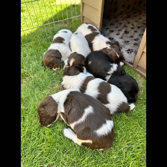 English Springer Spaniel - Both