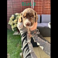 English Springer Spaniel - Both