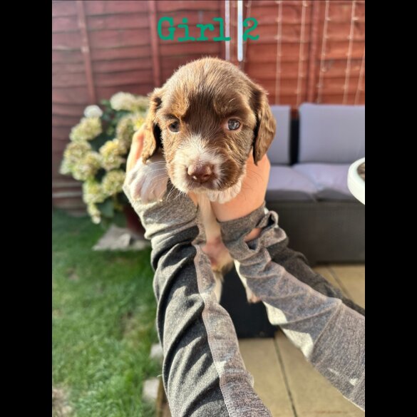 English Springer Spaniel - Both