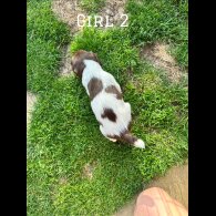 English Springer Spaniel - Both