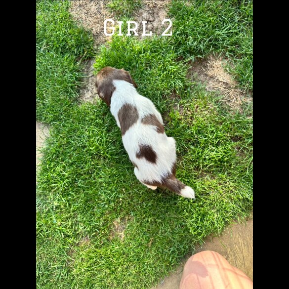 English Springer Spaniel - Both