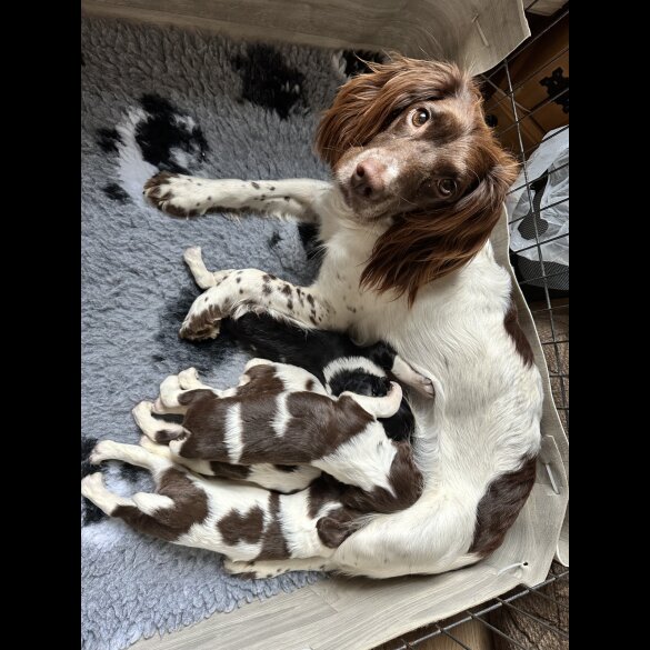 English Springer Spaniel - Both
