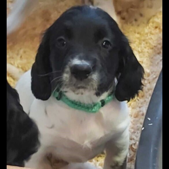English Springer Spaniel - Dogs