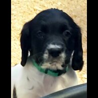 English Springer Spaniel - Dogs