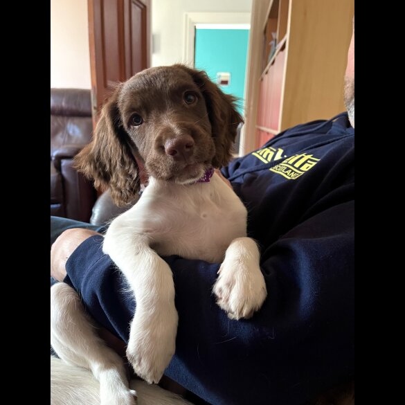 English Springer Spaniel - Bitches