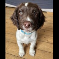 English Springer Spaniel - Bitches