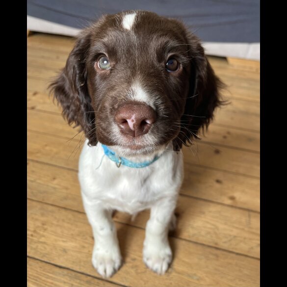 English Springer Spaniel - Bitches