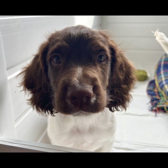 English Springer Spaniel - Bitches