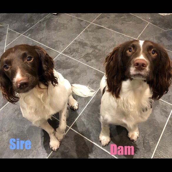 English Springer Spaniel - Bitches