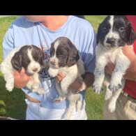 English Springer Spaniel - Both