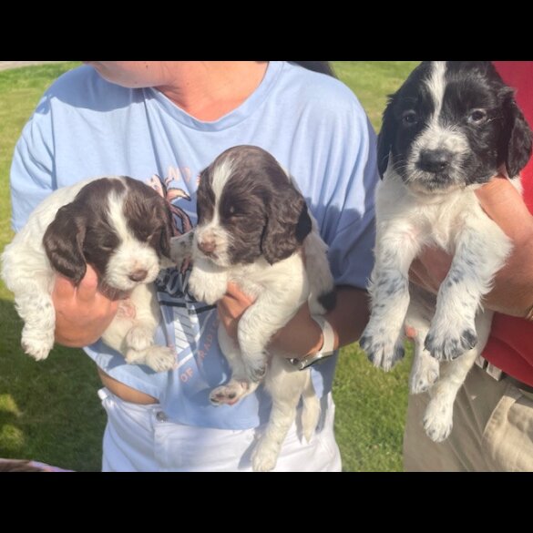 English Springer Spaniel - Both