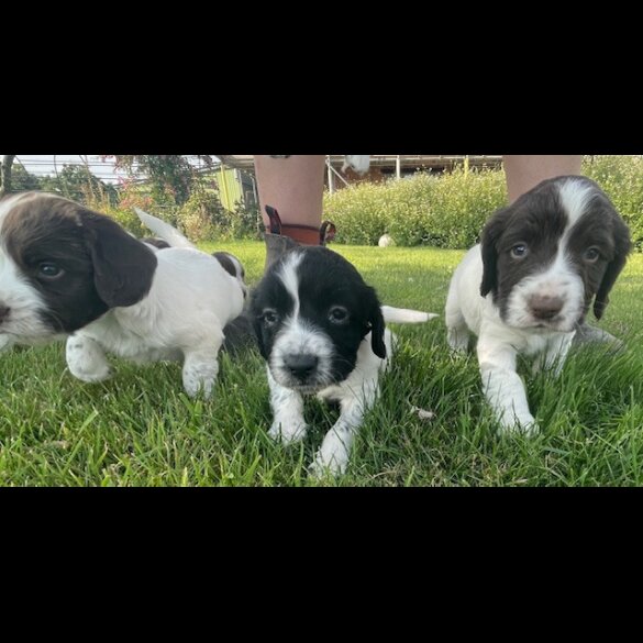 English Springer Spaniel - Both