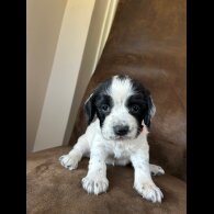 English Springer Spaniel - Both