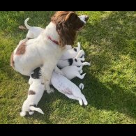 English Springer Spaniel - Both