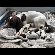 English Springer Spaniel - Bitches