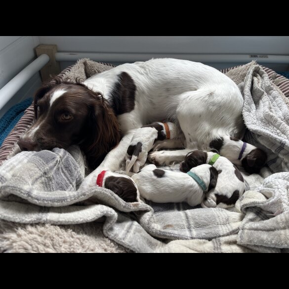 English Springer Spaniel - Bitches