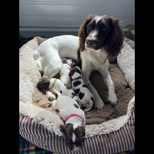 English Springer Spaniel - Bitches