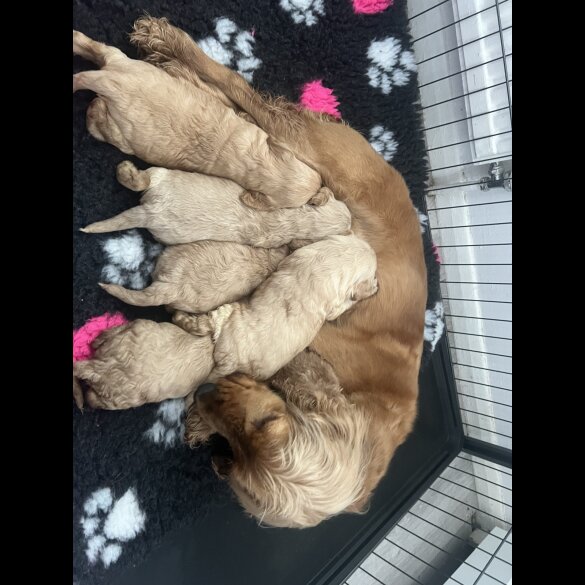 Cockapoo - Bitches
