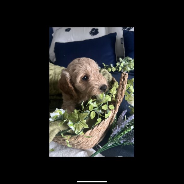 Cockapoo - Bitches