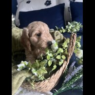 Cockapoo - Bitches