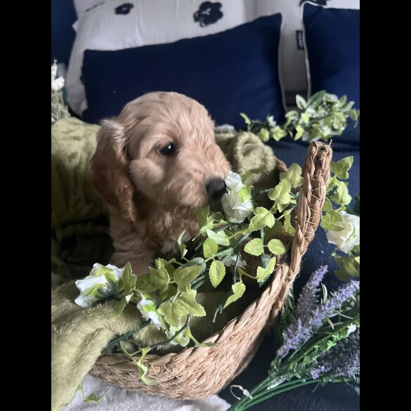 Cockapoo - Bitches
