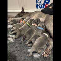 French Bulldog - Both