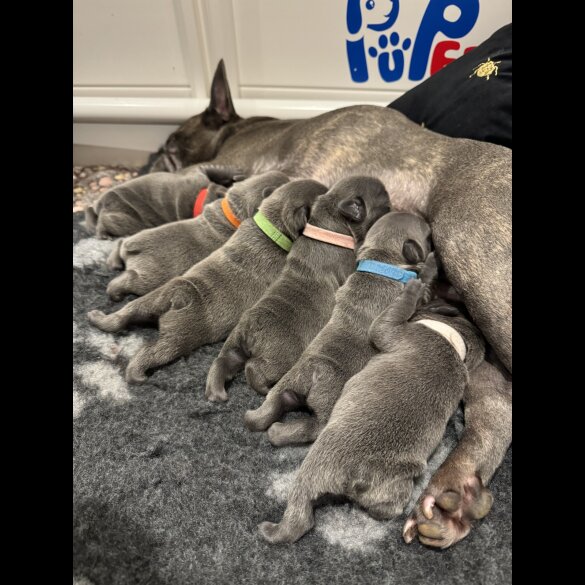 French Bulldog - Both