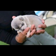 French Bulldog - Bitches
