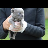 French Bulldog - Bitches