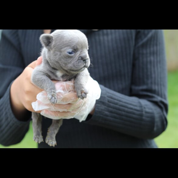 French Bulldog - Bitches