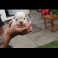 French Bulldog - Bitches