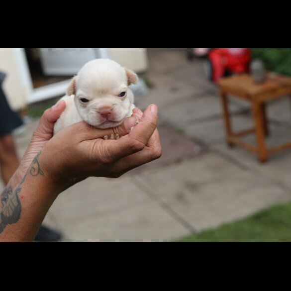 French Bulldog - Bitches