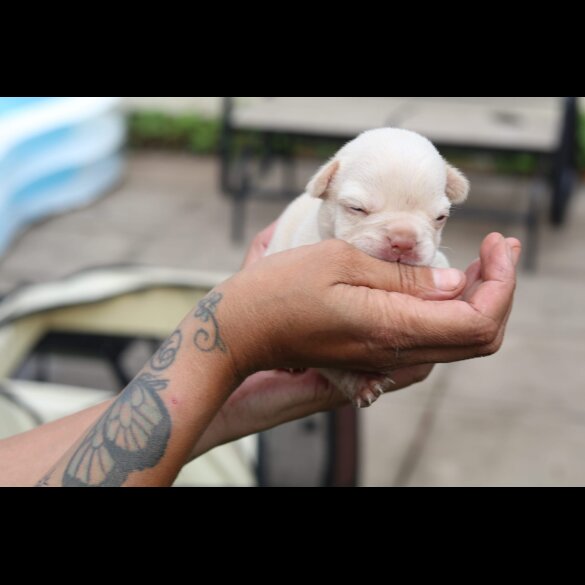 French Bulldog - Bitches