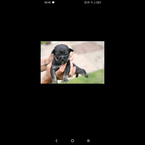 French Bulldog - Bitches