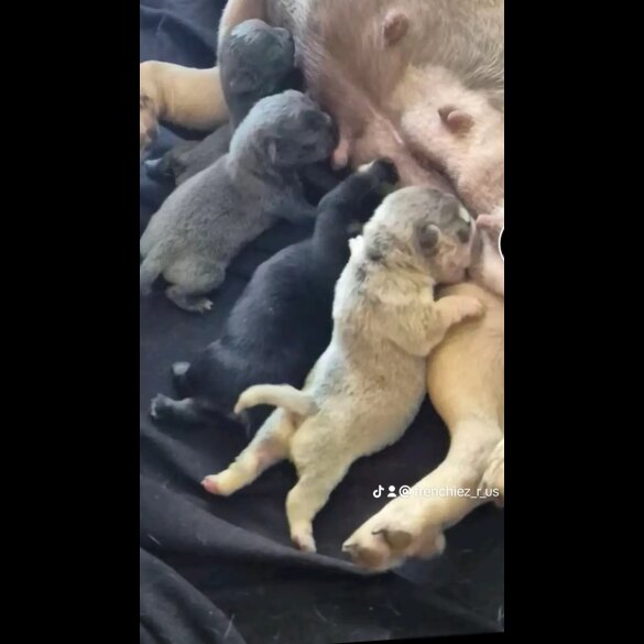 French Bulldog - Bitches