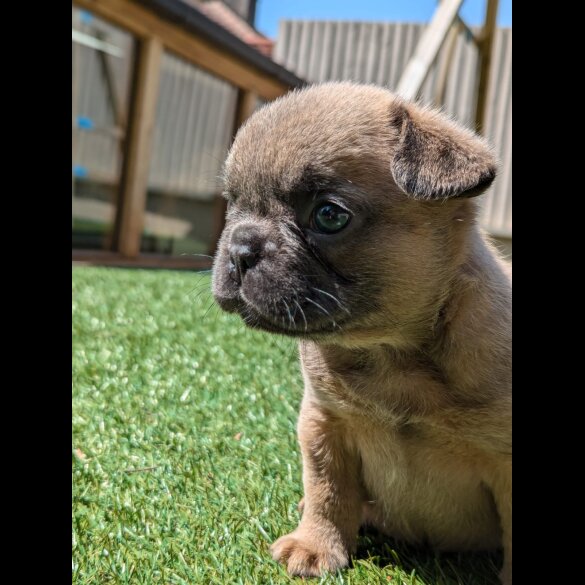 French Bulldog - Both