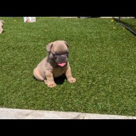 French Bulldog - Both