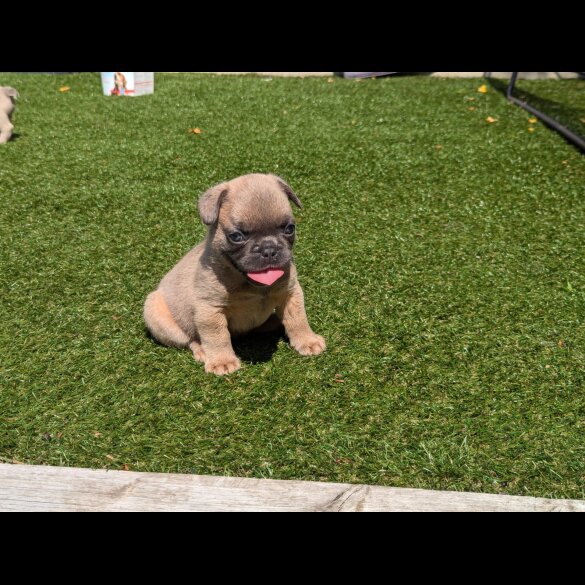 French Bulldog - Both