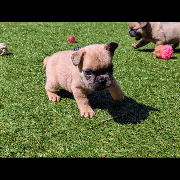 French Bulldog - Both