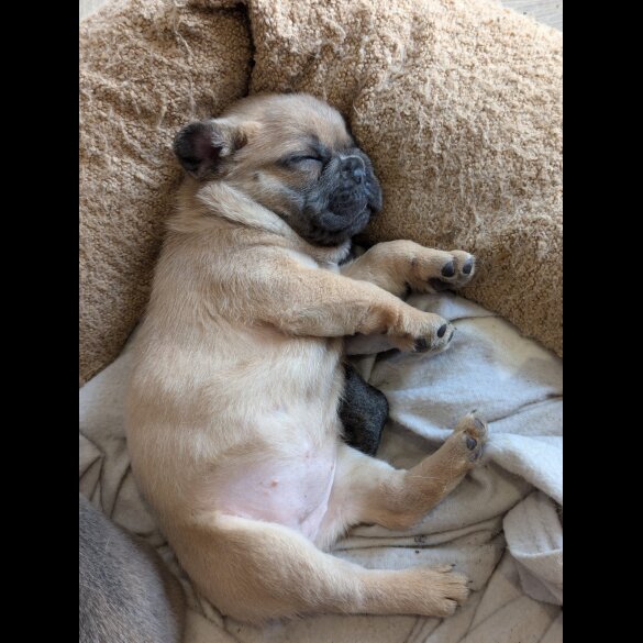 French Bulldog - Both